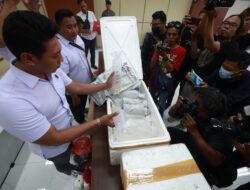 Polda Jatim Berhasil Ungkap Jual Beli Benih Lobster Illegal di Banyuwangi, Dua Tersangka Diamankan