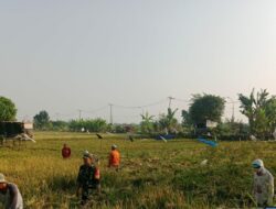 Babinsa Hanpangan Koramil 0830/06 Benowo Dampingi Petani Panen Padi