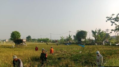 Foto : Babinsa Hanpangan Koramil 0830/06 Benowo Dampingi Petani Panen Padi