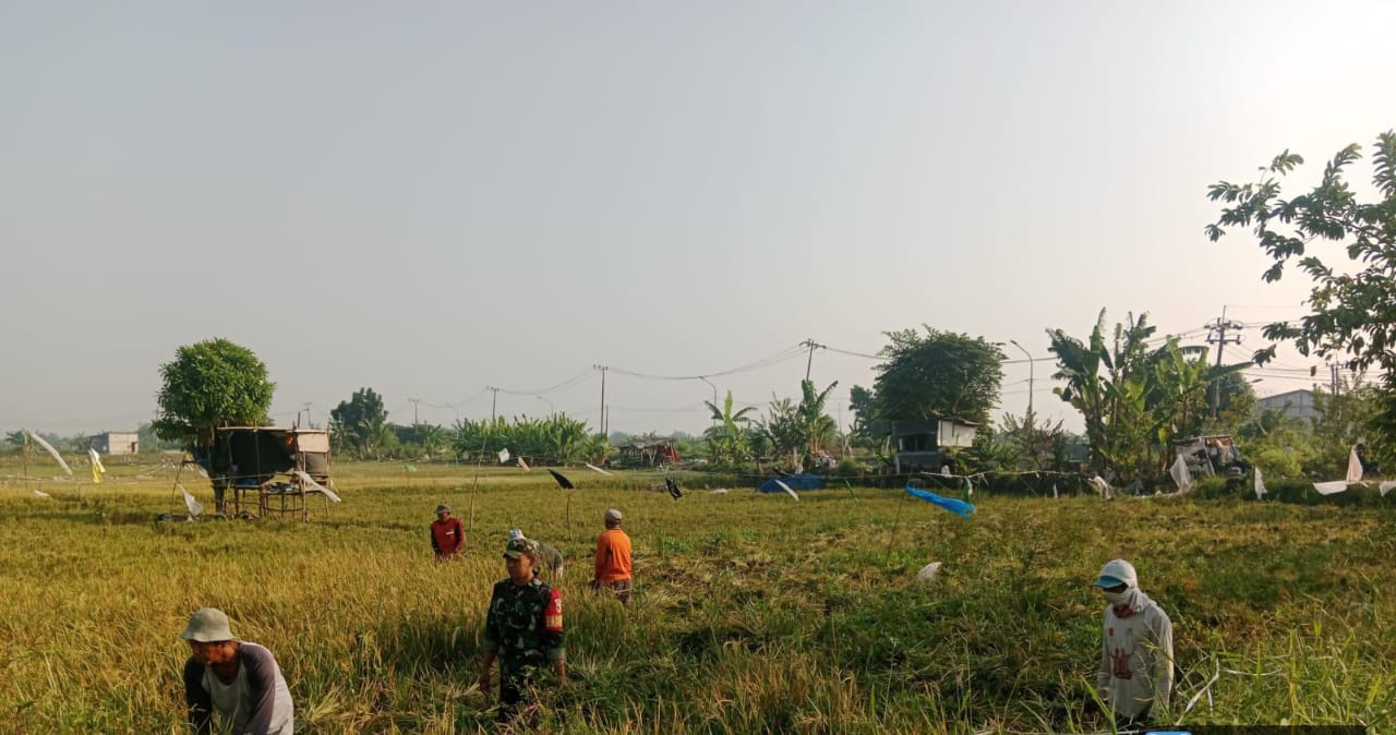 Foto : Babinsa Hanpangan Koramil 0830/06 Benowo Dampingi Petani Panen Padi