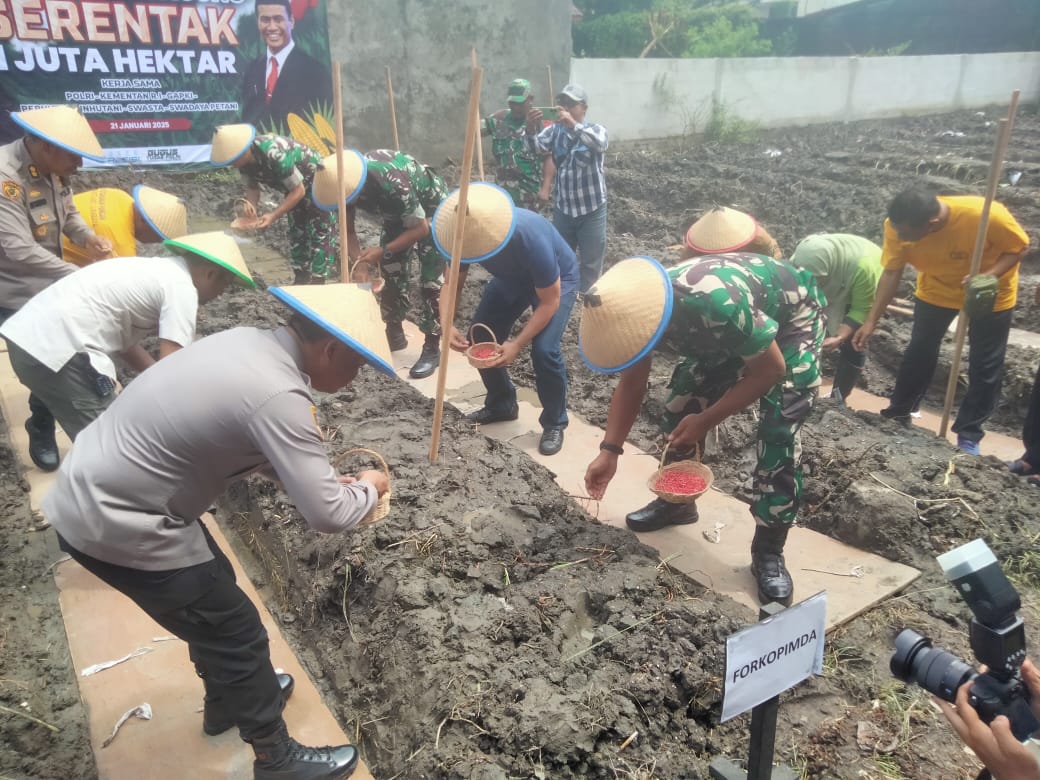 Foto : Dukung Program Pemerintah, Dandim Surabaya Utara Hadiri Penanaman Jagung Serentak
