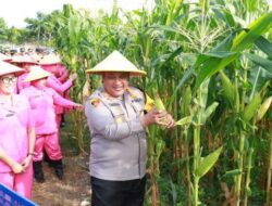 Polres Pelabuhan Tanjung Perak Ajak Mahasiswa Panen Jagung di Tambak Wedi, dalam Rangka Swasembada Pangan