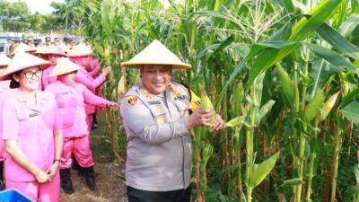 Foto : Polres Pelabuhan Tanjung Perak Ajak Mahasiswa Panen Jagung di Tambak Wedi, dalam Rangka Swasembada Pangan