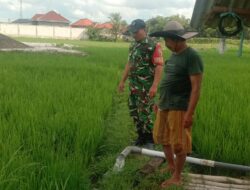 Babinsa Koramil 0829-06/Tanah Merah Dampingi Pengairan Sawah di Desa Buddan
