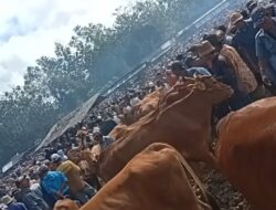 Diduga Pasar Hewan Tanah Merah jadi Sarang Pungli dan Palak, APH Diminta Bertindak