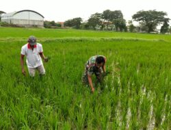Babinsa Serda Eko Andriyanto Aktif Dampingi Petani di Desa Pongangan