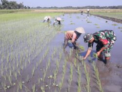 Wujud Nyata Dukung Ketahanan Pangan di Wilayah, Sertu Mutholib Dampingi Petani Tanam Padi