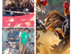 Judi Sabung Ayam di Desa Sottuk tak Tersentuh APH, Diduga Ada Upeti Mengalir