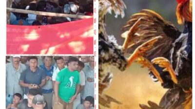 Judi Sabung Ayam di Desa Sottuk tak Tersentuh APH, Diduga Ada Upeti Mengalir