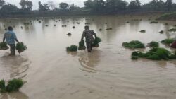 Wujud Nyata Kepedulian dalam Ketahanan Pangan, Babinsa Dukun Turun Langsung Dampingi Petani