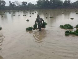 Wujud Nyata Kepedulian dalam Ketahanan Pangan, Babinsa Dukun Turun Langsung Dampingi Petani
