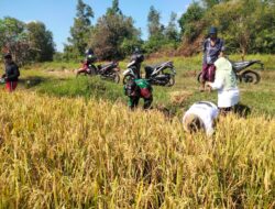 Babinsa Koramil 0829-16/Sepulu Dampingi Panen Padi di Desa Kelbung