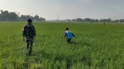 Pendampingan Penyemprotan Hama Wereng, Wujud Kepedulian TNI Terhadap Ketahanan Pangan