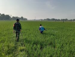 Pendampingan Penyemprotan Hama Wereng, Wujud Kepedulian TNI Terhadap Ketahanan Pangan