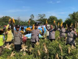 Wujudkan Program Ketahanan Pangan Polres Probolinggo Bersama Kelompok Tani Panen Jagung di Bantaran