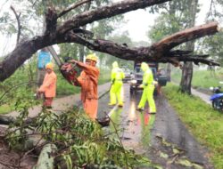 Respon Cepat Polisi dan BPBD Evakuasi Pohon Tumbang, Jalur Magetan – Bendo Kembali Lancar