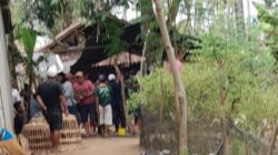 KALANGAN SABUNG AYAM DI KALIPURO DI DUGA ADA BACKUP DARI OKNUM WARTAWAN