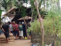 KALANGAN SABUNG AYAM DI KALIPURO DI DUGA ADA BACKUP DARI OKNUM WARTAWAN