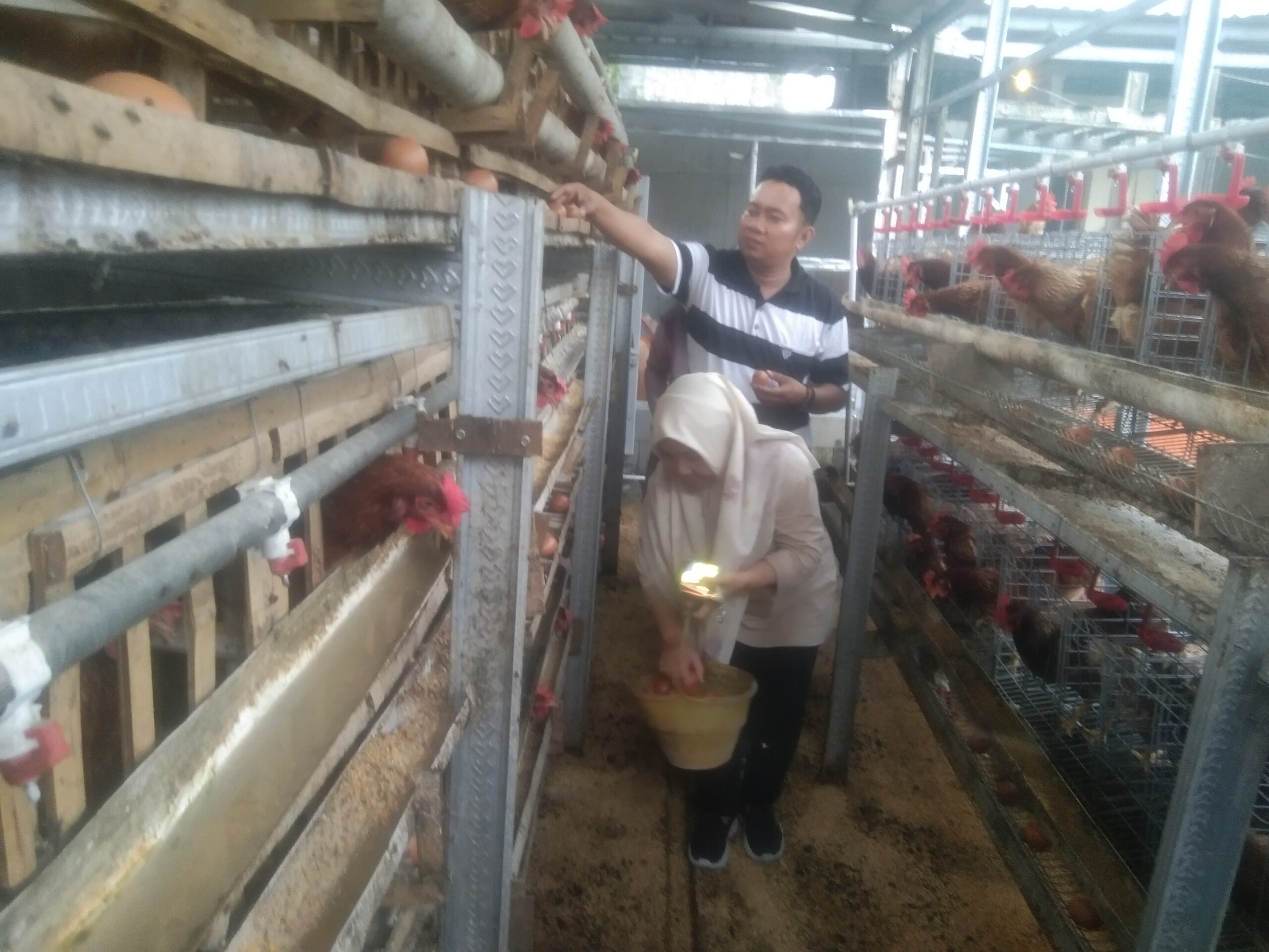 Foto : Lilik Selaku Sekretaris Kelurahan Sememi Saat Panen Telur