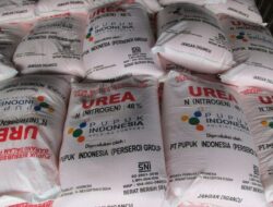 Petani diCamplong  kabupaten sampang menjerit pupuk subsidi tidak trialisasi diduga dipermainkan