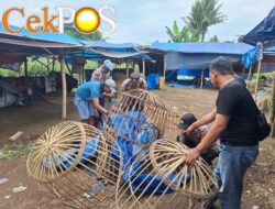 Polresta Banyuwangi Bongkar Arena Judi Sabung Ayam