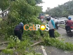 Tersenggol Truck Kontainer, Sebuah Pohon Tumbang di Raya Gedangan Sidoarjo, Sempat Tutup Jalan