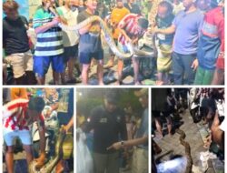 Ular Piton Sepanjang 5 Meter Gegerkan Warga Tambak Segaran Surabaya.