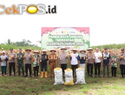 Dukung Ketahanan Pangan Nasional, Polres Malang Gelar Panen Raya Jagung di Gondanglegi