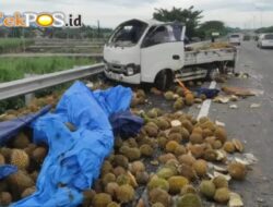 Pikap Muat Durian Terguling di Tol Sumo KM 713, Ribuan Buah Berserakan