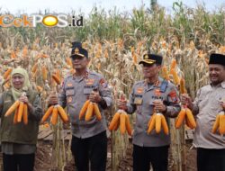 Kapolda Jatim dan Gubernur Panen Jagung di Green Farm Banyuwangi Penuhi Target Swasembada Pangan