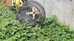 Polsek Wonocolo Terima Laporan Pencurian Burung Murai dan Dua Ponsel, Kerugian Capai Rp19 Juta