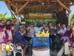 Dukung Program Asta Cita, Polsek Kenjeran Panen Raya 1,8 Ton Jagung Manis di Tambak Wedi