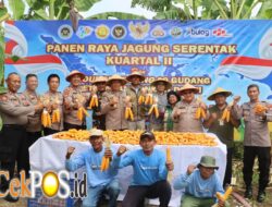 Polsek Kenjeran Optimalkan Ketahanan Pangan Lewat Panen Raya Jagung