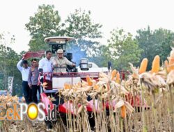 Perkuat Ketahanan Pangan Nasional, Presiden Prabowo Turun Langsung Panen Jagung di Tuban