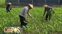 Pak Bhabin Penggerak Ketahanan Pangan, Dampingi Petani Jagung di Kota Malang