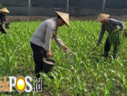 Pak Bhabin Penggerak Ketahanan Pangan, Dampingi Petani Jagung di Kota Malang