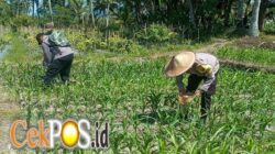 Polres Lumajang Terjunkan Personel Penggerak Ketahanan Pangan Dampingi Warga Tani