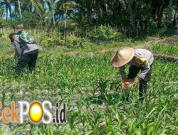 Polres Lumajang Terjunkan Personel Penggerak Ketahanan Pangan Dampingi Warga Tani