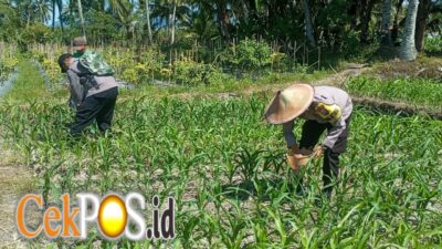 Polres Lumajang Terjunkan Personel Penggerak Ketahanan Pangan Dampingi Warga Tani