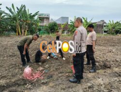 Polres Tanjung Perak Bersama PPL Intensifkan Pengecekan pH Tanah Lahan Jagung Kenjeran