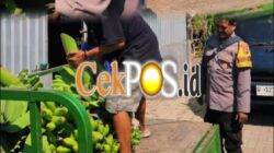 Panen Buah, Polres Pelabuhan Tanjung Perak Perkuat Ketahanan Pangan Lewat Hortikultura Pisang
