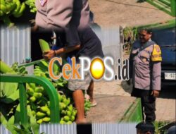 Panen Buah, Polres Pelabuhan Tanjung Perak Perkuat Ketahanan Pangan Lewat Hortikultura Pisang