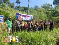 Polres Pacitan Genjot Produktivitas Jagung di Bandar, Dampingi Petani dan Evaluasi Kualitas Benih