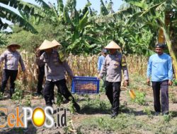 Dukung Asta Cita Presiden, Polres Pelabuhan Tanjung Perak Panen 815 Kg Jagung Pipil di Kenjeran