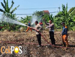 Hadapi Kemarau, Polres Pelabuhan Tanjung Perak Gandeng Damkar Siram Lahan Jagung Ketahanan Pangan