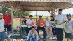 Semangka Petani Tanah Merah Dajah Laris Diserap SPPG, Dibeli Langsung dari Lahan Pertanian