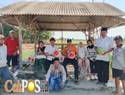 Semangka Petani Tanah Merah Dajah Laris Diserap SPPG, Dibeli Langsung dari Lahan Pertanian