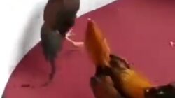 Foto : Hasil Screenshot Perjudian Sabung Ayam Di Lokasi