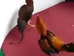 VIRAL! Beredar Video Judi Sabung Ayam Diduga di Wilayah Hukum Polres Tuban, Kanit Pidum: Akan Kami Lidik