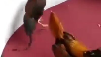 Foto : Hasil Screenshot Perjudian Sabung Ayam Di Lokasi